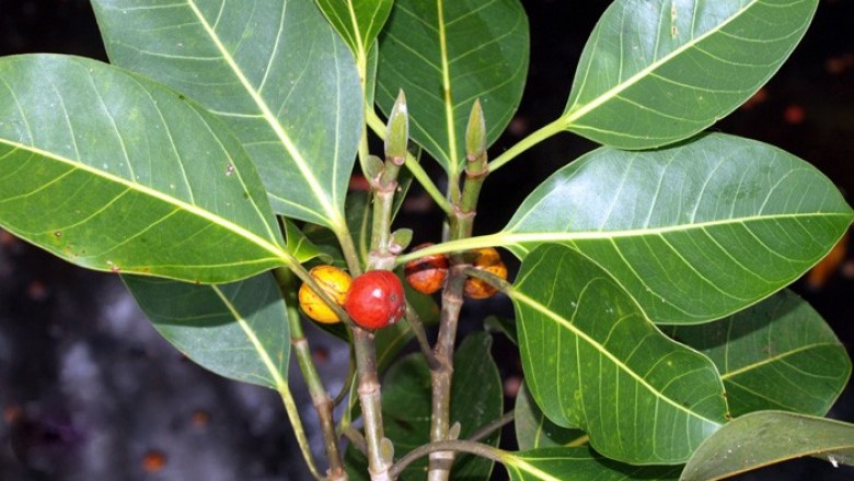 Cây Ða cua. Ficus sumatrana Miq. var. subsumatrana - Cây Thuốc Nam Quanh Ta